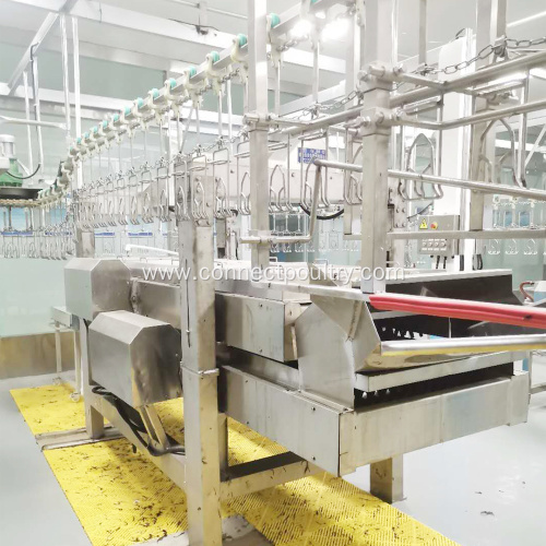 chicken slaughtering line equipment of quail plucker